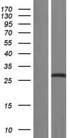 SRSF2 / SC35 Protein (Over-Expression Lysate Myc-DDK (Flag))