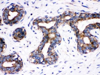 CDC6 Antibody