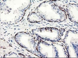 Latexin / MUM Antibody (clone OTI2G4, Carrier-free)