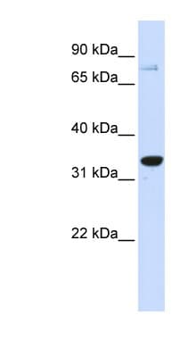 POU5F1 / OCT4 Antibody (aa33-82)