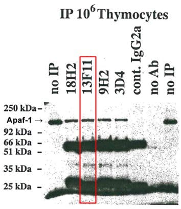 APAF1 / APAF-1 Antibody (aa1-97, clone 13F11)