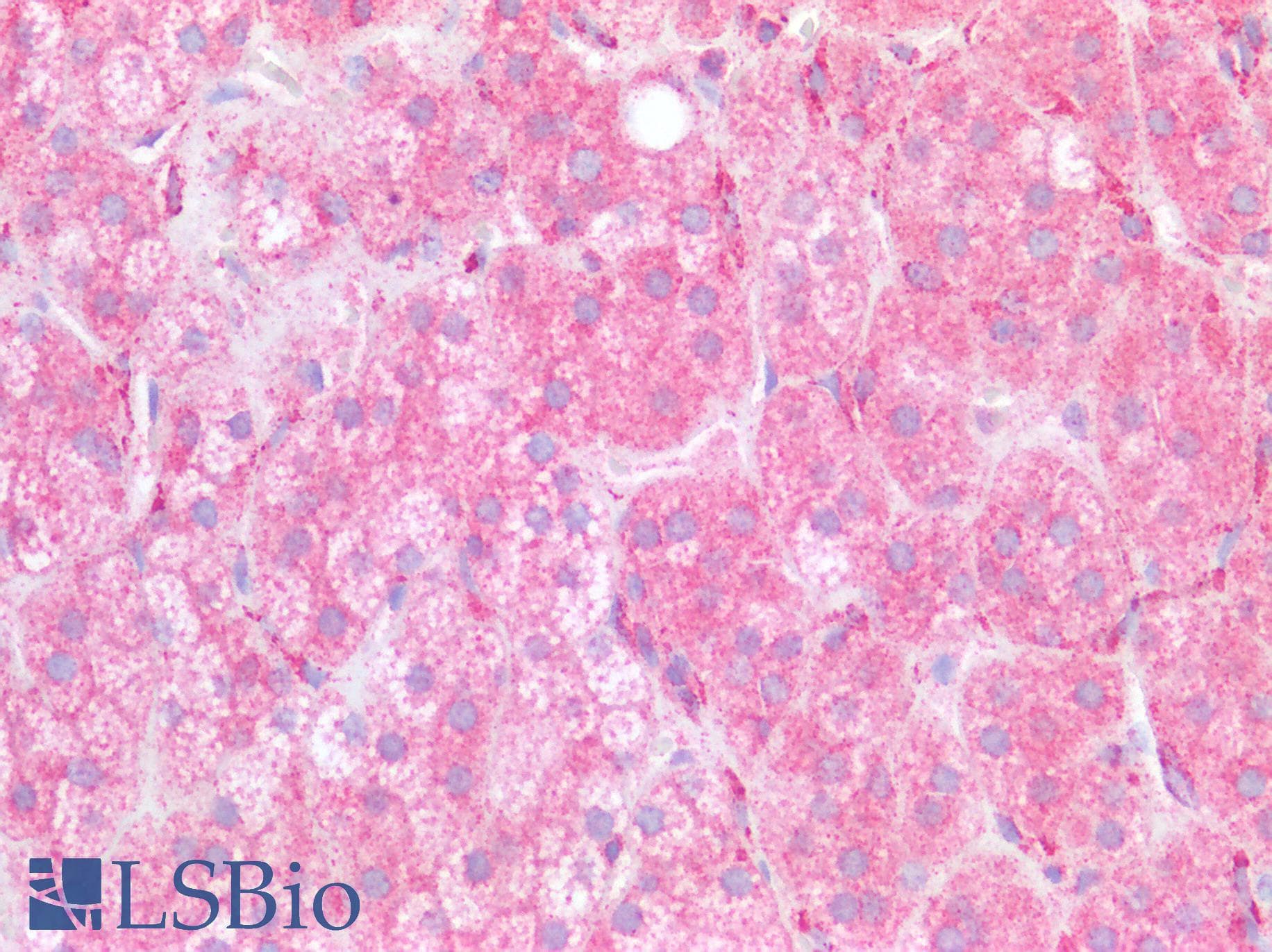 SLC40A1 / Ferroportin-1 Antibody (N-Terminus)