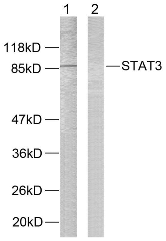 Polyclonal Rabbit anti-Human STAT3 Antibody (p727, IHC, WB)