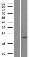 MAP1LC3C / LC3C Protein (Over-Expression Lysate Myc-DDK (Flag))