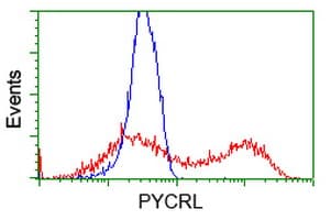 PYCRL Antibody (clone OTI8H6)