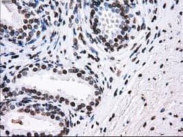 ID3 Antibody (clone OTI15E3)