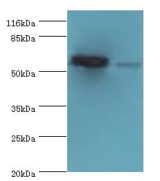 SVOPL Antibody (aa73-129)