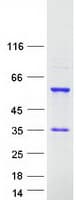 Human RBM23 Protein (Recombinant Myc-DDK (Flag))