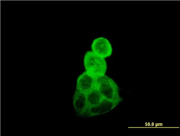 Monoclonal Mouse anti-Human TUBA1B / Tubulin Alpha 1B Antibody (clone 4D1, IHC, IF, WB)