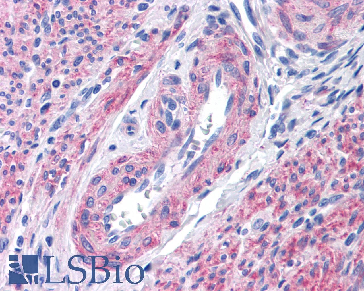 PathPlus™ FFAR1 / GPR40 Antibody (C-Terminus)