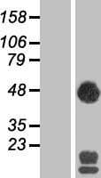 SEC14L2 Protein (Over-Expression Lysate Myc-DDK (Flag))