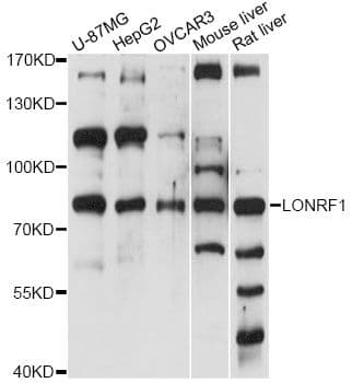 LONRF1 Antibody