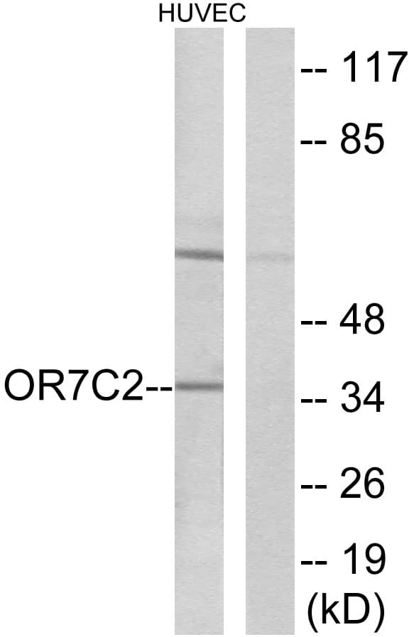 OR7C2 Antibody (aa198-247)