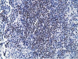 HOXC11 Antibody (clone OTI4B8)