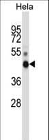 NONO / P54NRB Antibody (aa45-74)