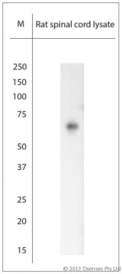 Polyclonal Rabbit anti-Human RHOT1 Antibody (aa50-100, WB)