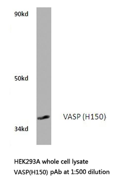 VASP Antibody (His150)