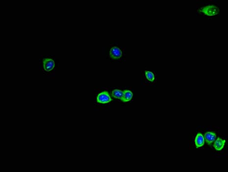 RAB28 Antibody (aa98-218)
