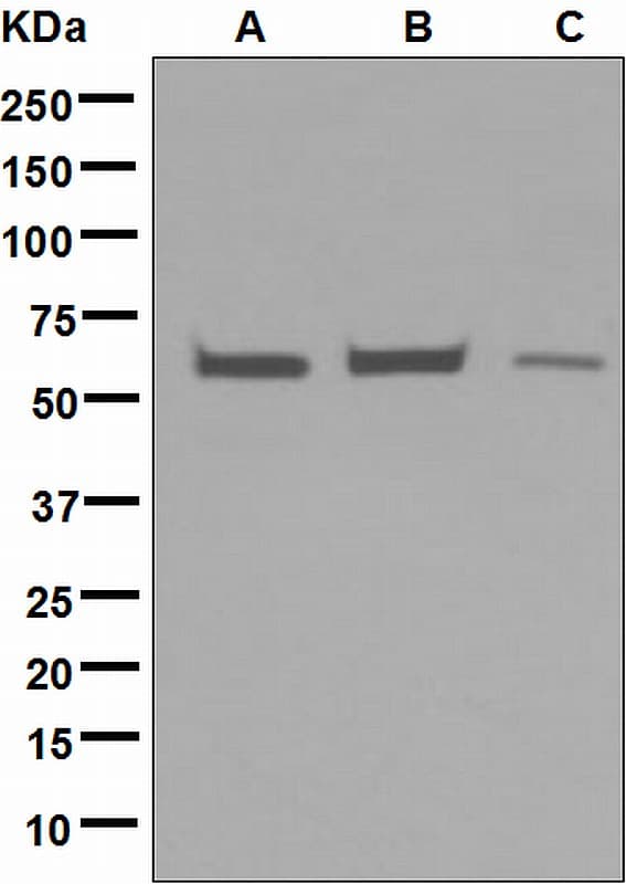 IHC-plus™ Testilin / EHD1 Antibody (Internal, clone EPR4955)
