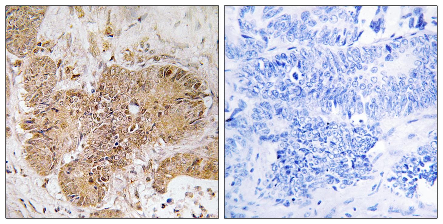 LUC7L2 Antibody