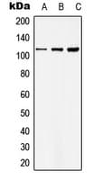 Polyclonal Rabbit anti-Human BNC1 / Basonuclin Antibody (N-Terminus, WB)