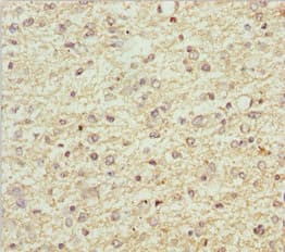 SCRN2 / Ses2 Antibody