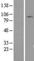 T1R3 / TAS1R3 Protein (Over-Expression Lysate Myc-DDK (Flag))