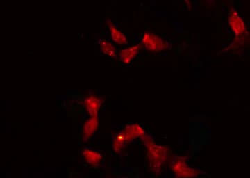 HORMAD1 Antibody