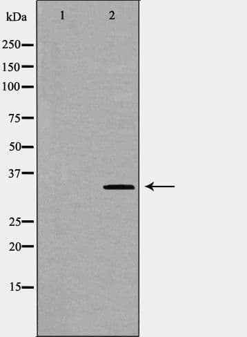 CD47 Antibody