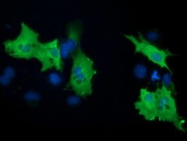 BCAP / PIK3AP1 Antibody (clone OTI5A1)