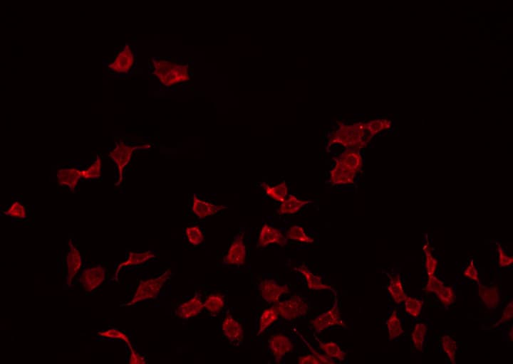 PMP22 Antibody
