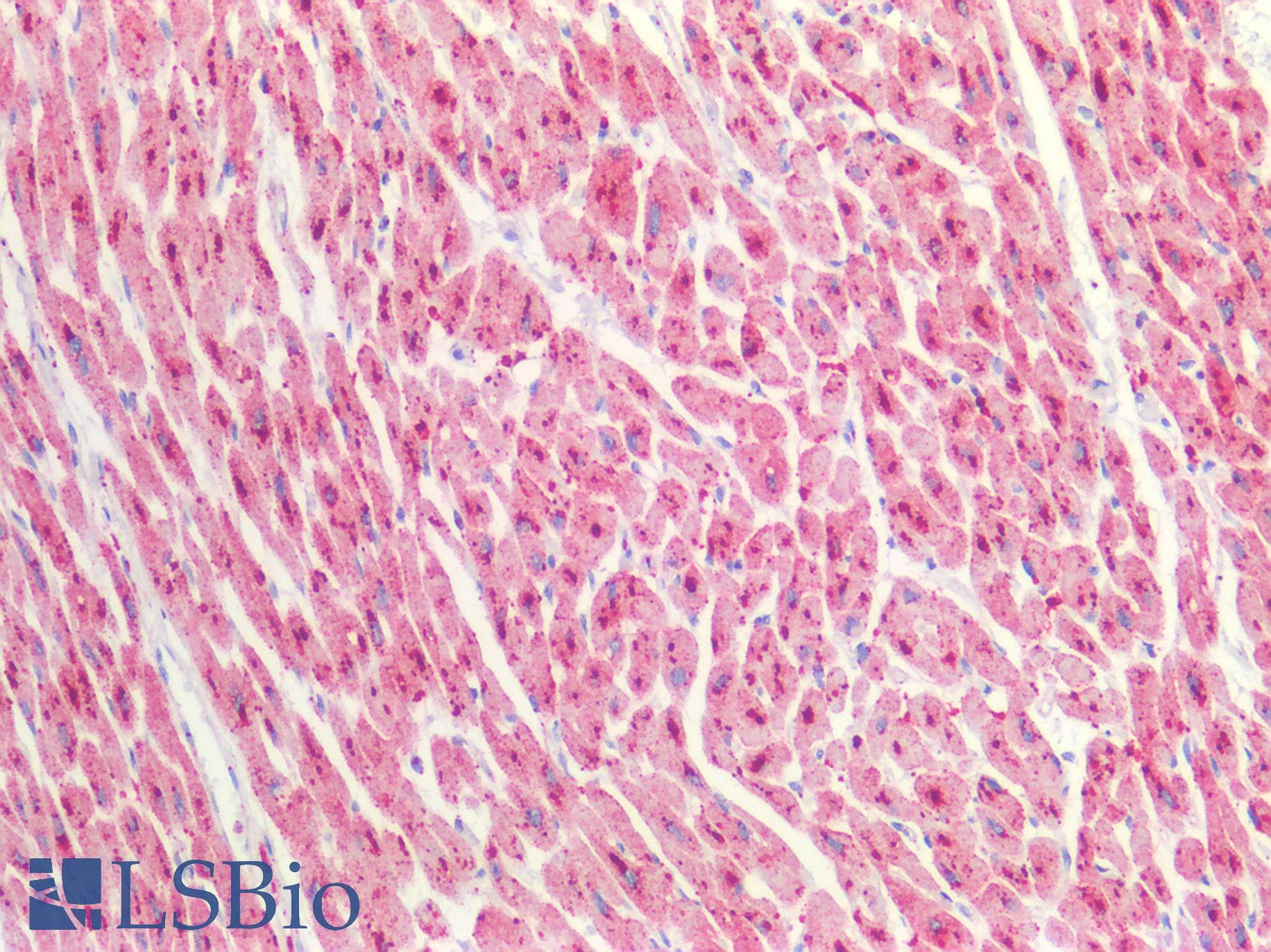 PathPlus™ CTSD / Cathepsin D Antibody (Internal)