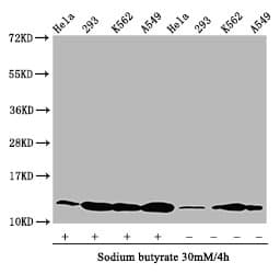 HIST1H4I Antibody