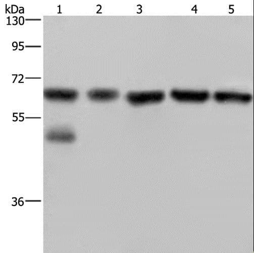 NUP62 Antibody