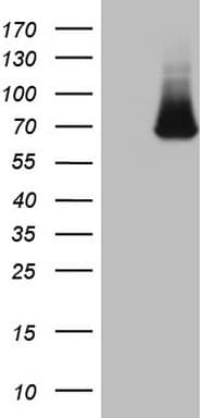 KLHL12 Antibody (aa177-405, clone OTI5C12, Carrier-free)