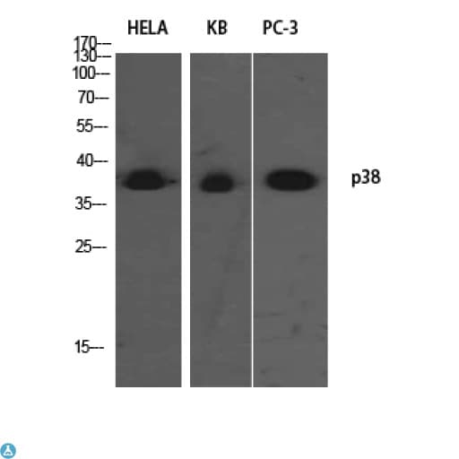 MAPK14 / p38 Antibody