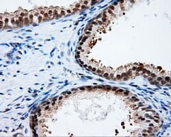 PTPRE / PTP Epsilon Antibody (clone OTI5E8)