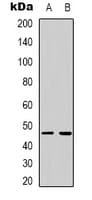 MRPS9 Antibody (Internal)