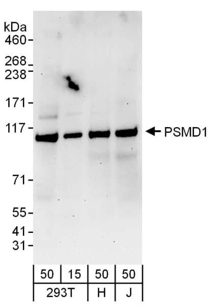 PSMD1 Antibody (aa1-50)