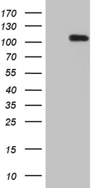 NIRF / UHRF2 Antibody (aa1-288, clone OTI1H2)