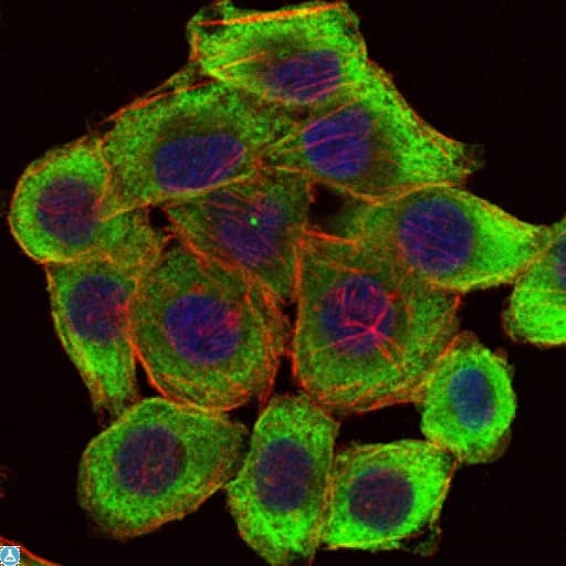 LIMS1 / PINCH Antibody
