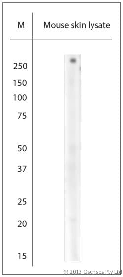 Collagen VII Antibody (aa750-800)