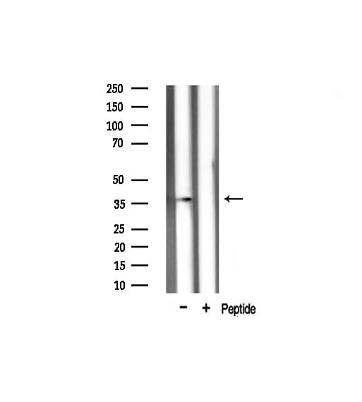 XRCC3 Antibody