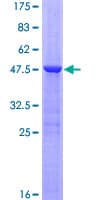Human RGS8 Protein (Recombinant GST)