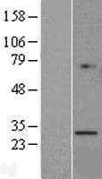 Human GZMK / Granzyme K Protein (Over-Expression Lysate Myc-DDK (Flag))