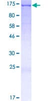 Human AFAP1L2 / XB130 Protein (Recombinant GST)