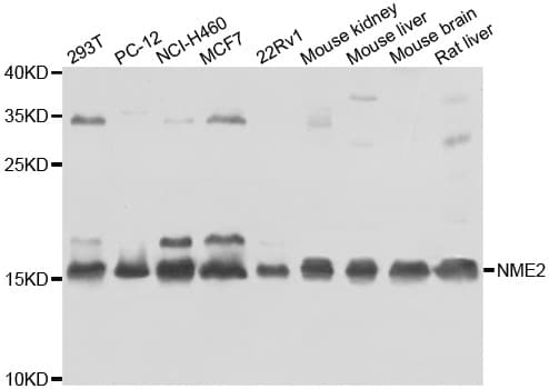 NME2 Antibody