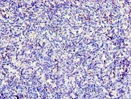 CD6 Antibody (aa424-668)