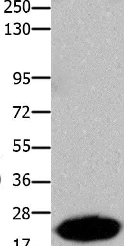 CLDN7 / Claudin 7 Antibody