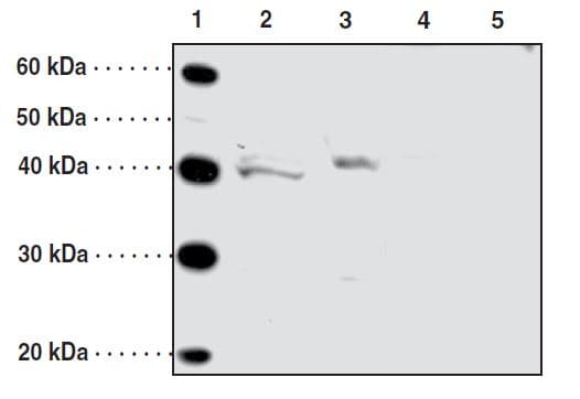 IHC-plus™ Polyclonal Rabbit anti-Human O3FAR1 / GPR120 Antibody (aa247-258, IHC, WB)